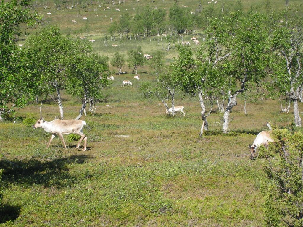 Vila Saariselaen Marjamajat Saariselka Exteriér fotografie